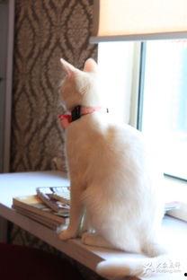 猫咪吃瓜背影图片,背影成萌宠焦点 第1张 猫咪吃瓜背影图片,背影成萌宠焦点 第1张